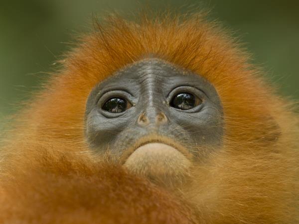 Sabah wildlife holiday in Borneo