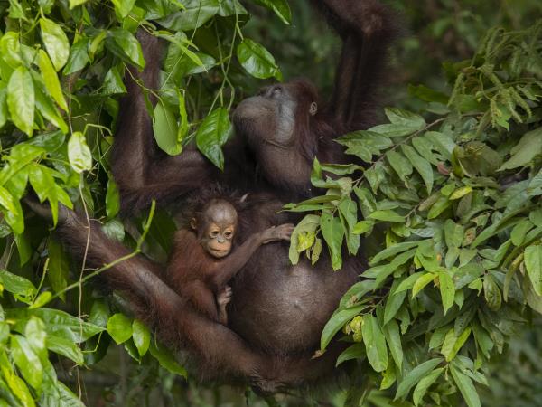 Borneo family safari, orangutans and beaches