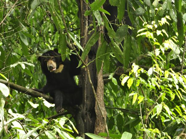 Borneo family safari, orangutans and beaches