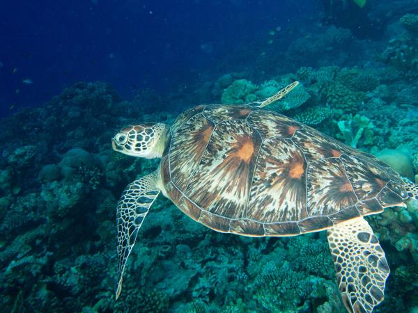 Borneo family safari, orangutans and beaches