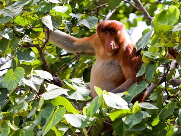 Borneo family safari, orangutans and beaches