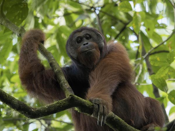 Borneo family safari, orangutans and beaches