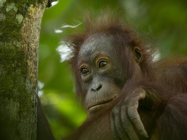 Borneo family safari, orangutans and beaches