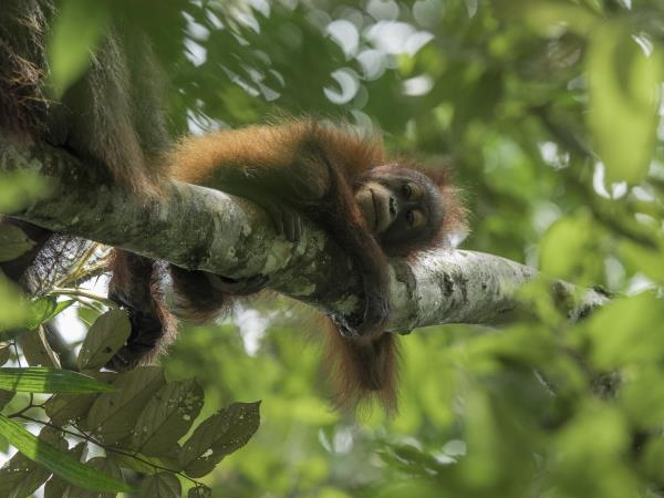Best of Borneo adventure holiday, wildlife encounters