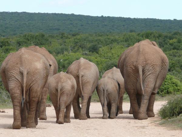 Classic South Africa holiday, Garden Route