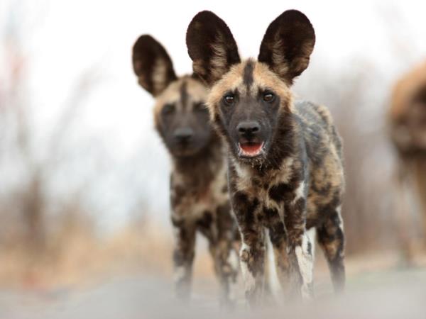 Kalahari Desert luxury safari in Botswana
