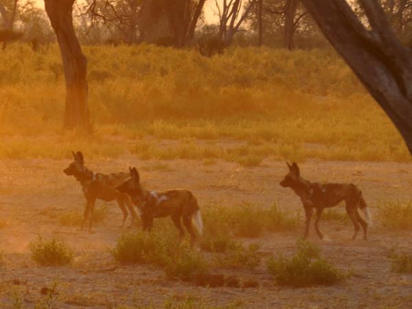 Painted dog safari in Botswana