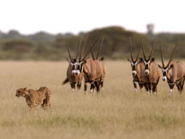 Kalahari Desert luxury safari in Botswana