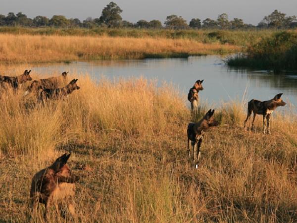 Painted dog safari in Botswana