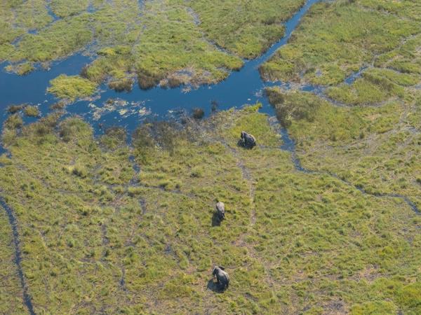 Painted dog safari in Botswana