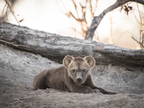 Painted dog safari in Botswana