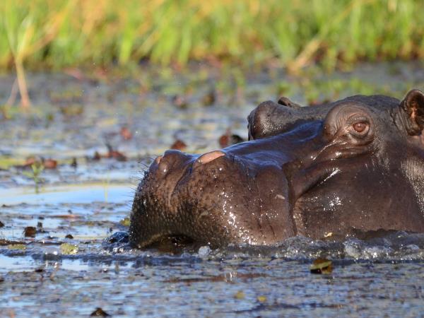 Botswana and Zimbabwe holiday