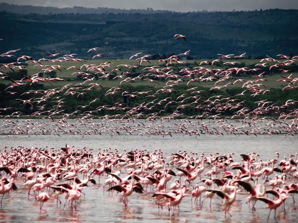 Kenya highlights tour, a week in Kenya