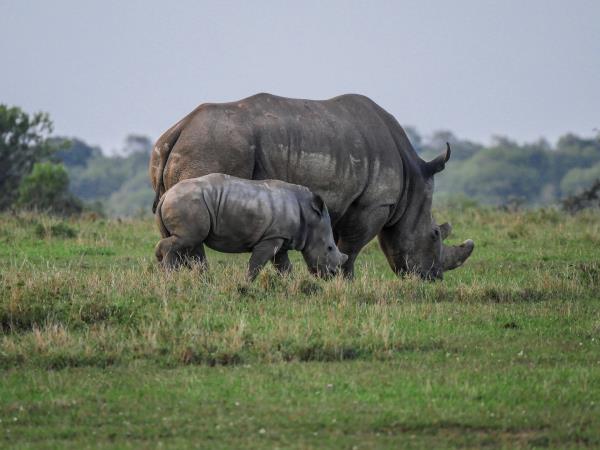 Kenya highlights tour, a week in Kenya