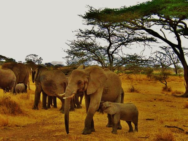 Kenya highlights tour, a week in Kenya