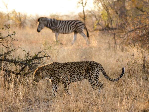 Wildlife conservation safari in South Africa