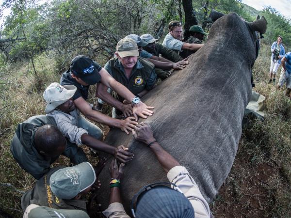 Wildlife conservation safari in South Africa