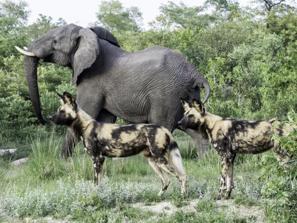 Wildlife conservation safari in South Africa