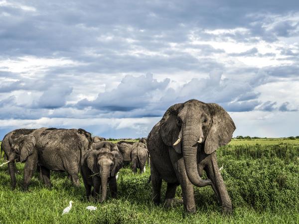 Botswana explorer luxury camping safari