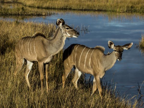 Botswana explorer luxury camping safari