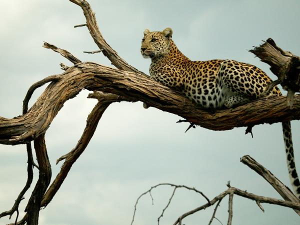 Botswana explorer luxury camping safari