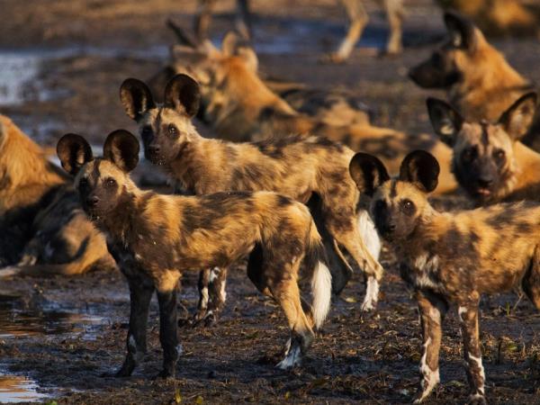 Botswana explorer luxury camping safari