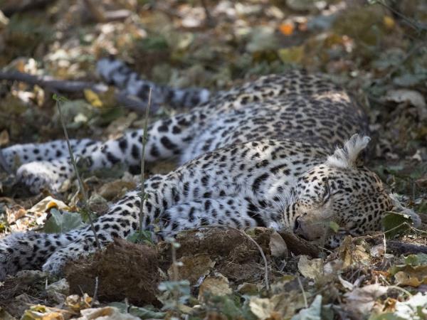 Botswana explorer luxury camping safari