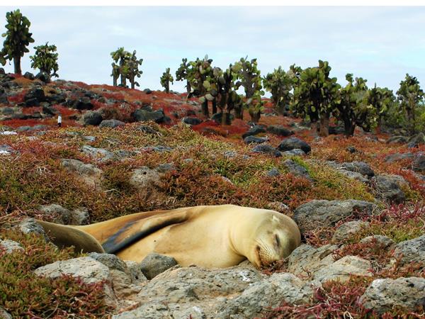 Galapagos and Machu Picchu holiday