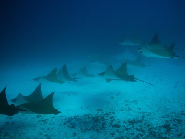 Galapagos and Machu Picchu holiday