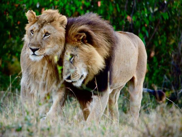 Kenya and Tanzania private safari holiday