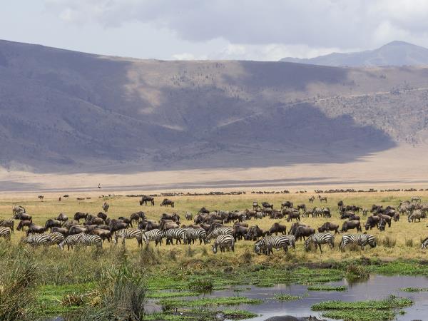 Kenya and Tanzania private safari holiday
