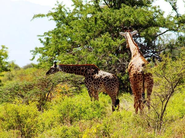 Kenya and Tanzania private safari holiday