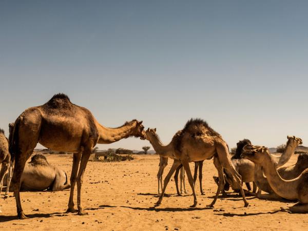 Sudan ancient history holiday