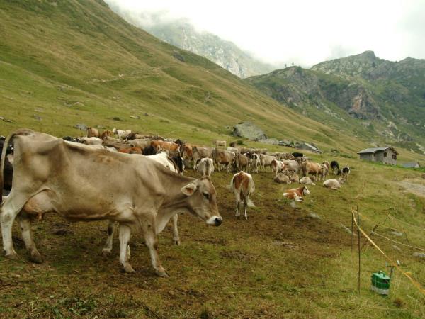 Italian Alps walking holiday