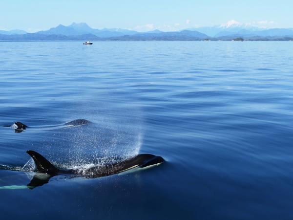 Orca family kayaking tour, Vancouver Island