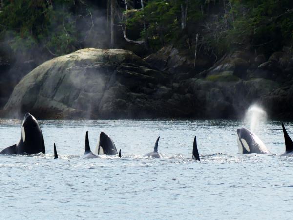 Orca family kayaking tour, Vancouver Island