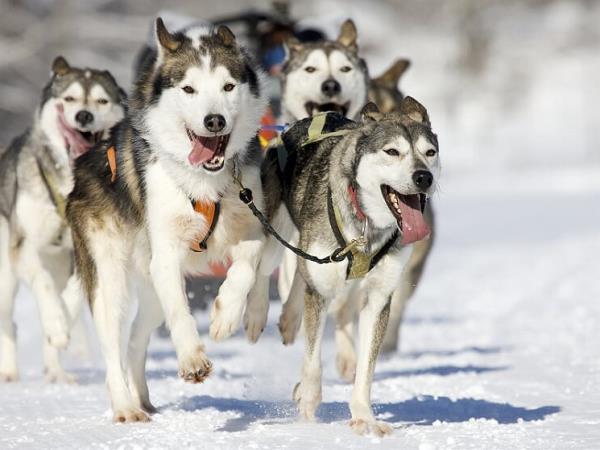 Christmas in Lapland holiday