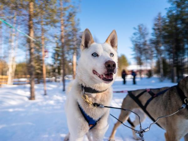 New Year’s Eve in the Arctic Circle holiday