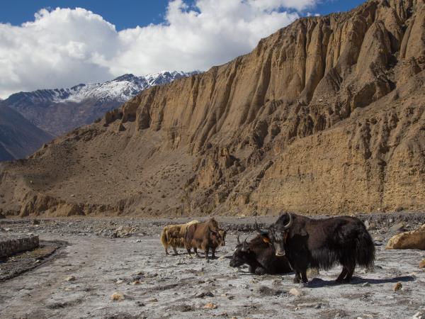 Tiji festival holiday in Upper Mustang, Nepal