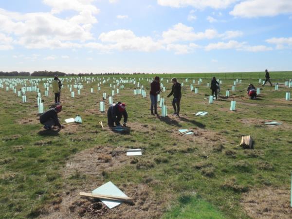 Plant trees for koalas in Australia