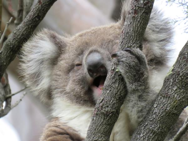 Plant trees for koalas in Australia