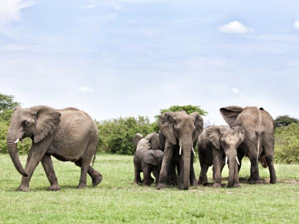 Kenya safari holiday, tailor made