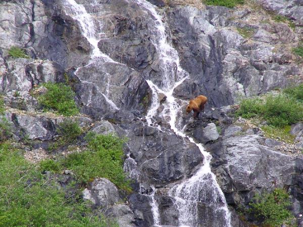 Norway wildlife holiday, walking safari