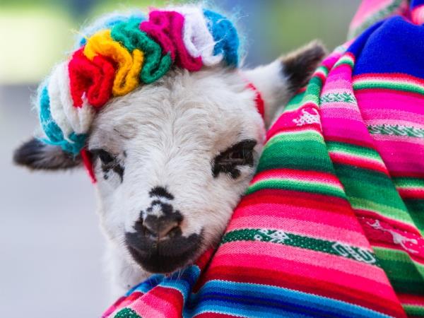 Peru walking holiday, small group