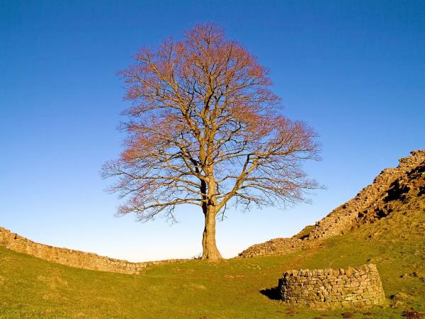 Trees on Hillock near Walltown Hadrian's Wall Path National Trail