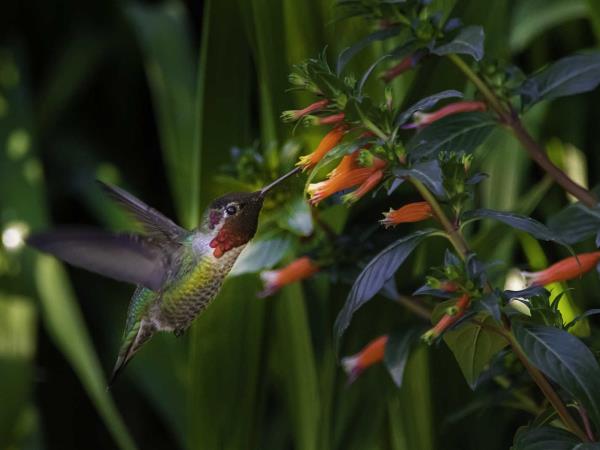 Costa Rica adventure and wildlife holiday