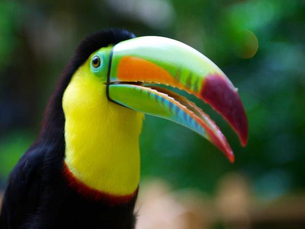 Costa Rica adventure and wildlife holiday