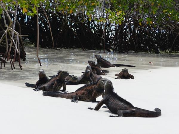 Ecuador and the Galapagos Islands wallking holiday