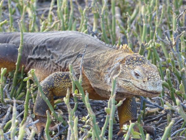 Ecuador and the Galapagos Islands wallking holiday