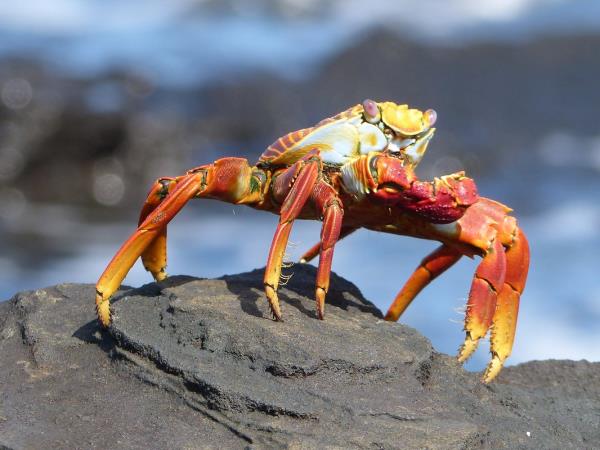 Ecuador and the Galapagos Islands wallking holiday